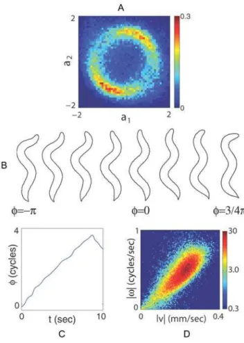 Figure 5D is the joint probability density, r(v,w), of worms sampled at 32 Hz; the trajectory of a single worm visiting all three predicted behavioral states is indicated by the overlay