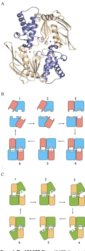 Figure 1. The ABC NBD Dimer. (A) NBD dimer structure. Structural figure prepared from PDB entry 3TIF, used as the starting structure in the simulations