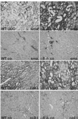 Figure 5. Representative examples of collagen I and a -smooth muscle actin stained renal sections of WT and a 8  integrin-deficient mice