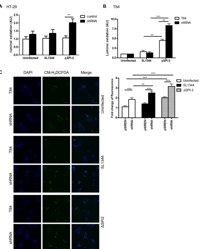 Fig 7. APE1 inhibits ROS generation in gut epithelial cells following infection with Salmonella enterica serovar Typhimurium (SL1344)