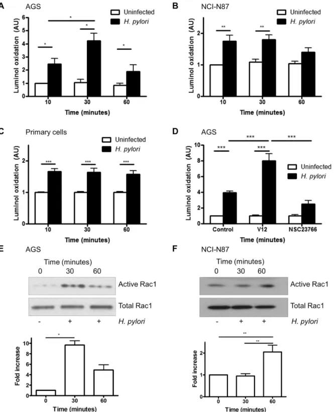 Fig 1. H. pylori-induced ROS generation is mediated by Rac1. (A-C) ROS generation was measured by luminol oxidation in AGS cells (A), NCI-N87 cells (B) and primary gastric epithelial cells (C) after infection with H