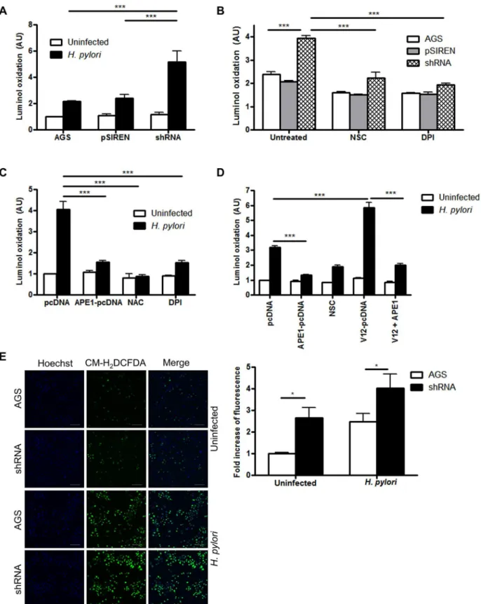 Fig 3. APE1 inhibits H. pylori-induced ROS generation. ROS generation was measured by luminol oxidation (A) in WT AGS, control shRNA (pSIREN) or APE1 shRNA (shRNA) cells after infection with H