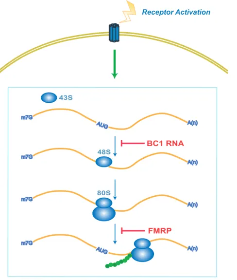 Figure 4. BC1 RNA and FMRP act as repressors on activity-stimulated translation. In this model, a balance of power is maintained in the postsynaptic translation pathway by the functional interplay between two opposing forces: (i) the stimulatory consequenc