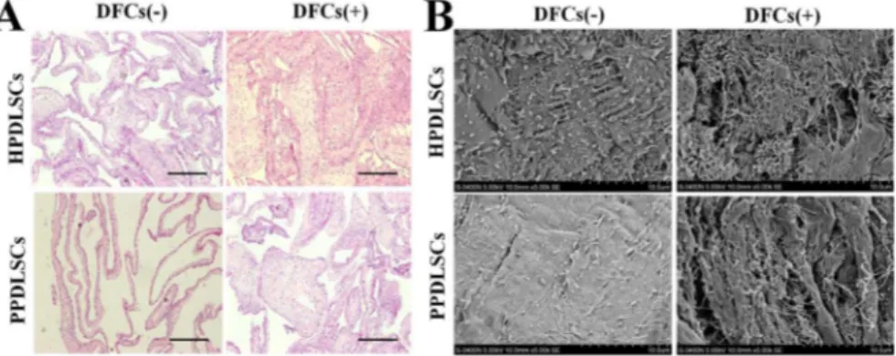 Figure 6. Transplantation of HPDLSC and PPDLSC cell sheets in immunodeficient mice. A: H&amp;E staining of cell sheets