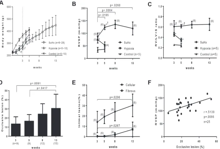 Fig 1. Progression of pulmonary hypertension and an occlusive pulmonary vasculopathy in Sugen/hypoxia rats