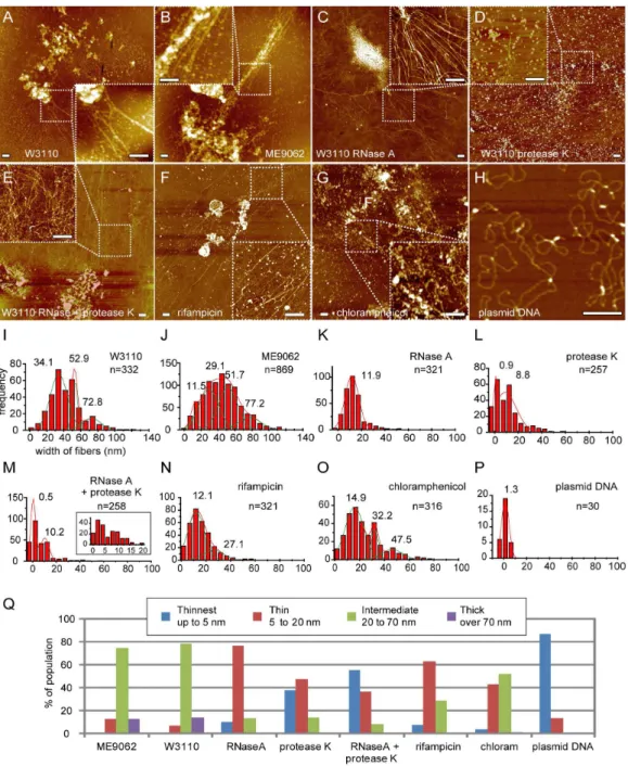 Figure 1.  Lysed E.  coli cells treated with RNase A and protease K.