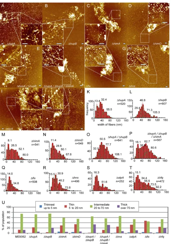 Figure 2.  Analysis of the nucleoid of deletion mutants.  AFM images of lysed deletion mutant cells (A–J)