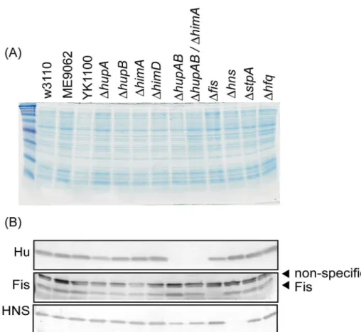 Figure  3.    Analysis  of  DNA-binding  protein  levels  in  the  deletion  mutants.    (A)  SDS-PAGE  of  deletion  mutant  whole-cell lysates