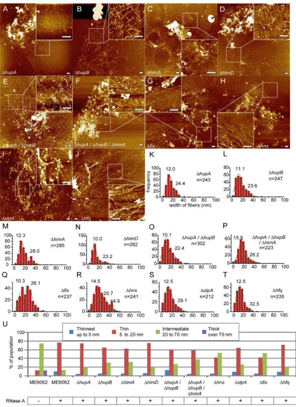 Figure 4.  Treatment of deletion mutant nucleoids with RNase A.  Lysed log phase E. coli cells were treated with RNase A