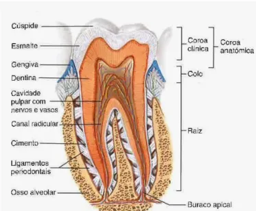 Figura 1. Constituição dentária (Fonte: Seeley et al.,  2008). 