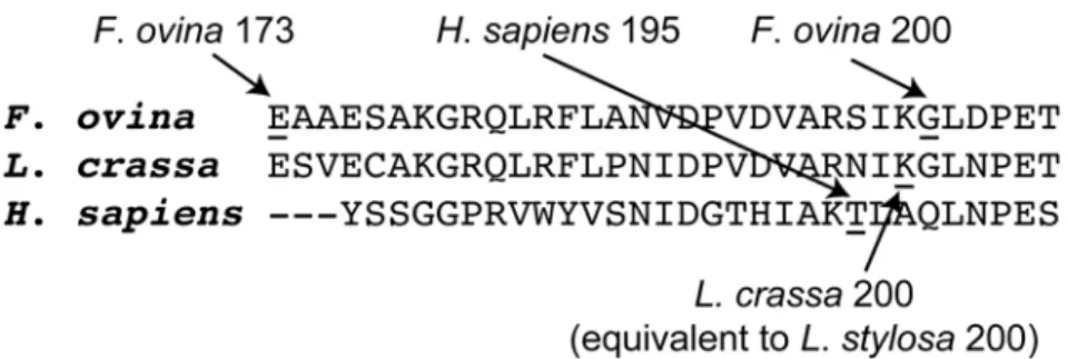 Fig 3. Multi-species PGI amino acid sequence alignment around the F. ovina candidate targets of positive selection