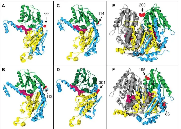 Fig 2. 3-D structural locations of PGI amino acid sites in a range of organisms. In panels (A)-(E), the amino acid sites shown in red are those that have been proposed as the potential targets of positive/balancing selection in (A) Melitaea cinxia (site 11