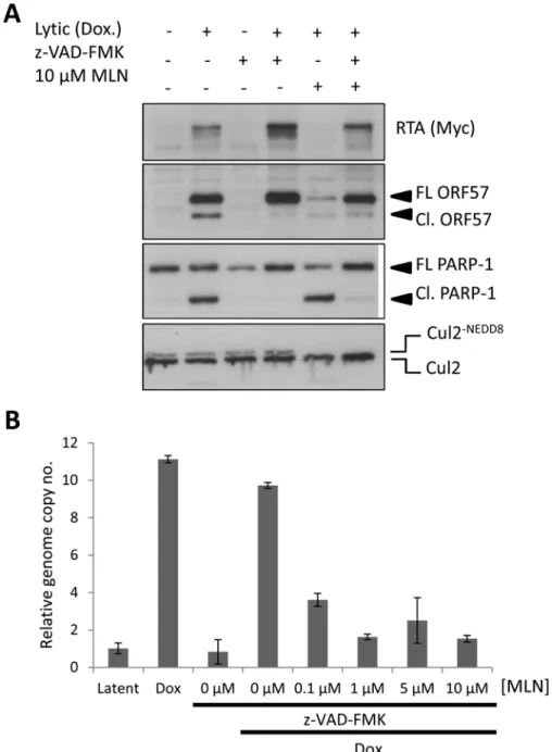 Fig 6. Inhibiting MLN4924-induced apoptosis does not restore lytic reactivation. (A) Inhibition of caspase activity (using the pan-caspase inhibitor z-VAD-FMK) restored lytic cycle protein expression in reactivated cells treated with MLN4924