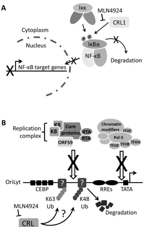 Fig 8. Summary. (A) NF-κB signaling is essential for the survival of PEL as it drives the expression of KSHV latency genes, suppresses lytic cycle-associated genes and promotes antiapoptotoic gene expression [28].