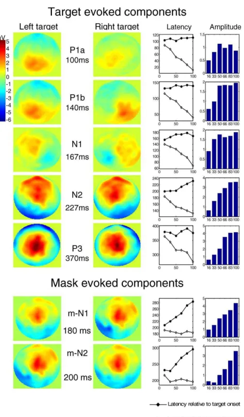 Figure 4. Sequence of ERP Components Evoked by the Target and Mask