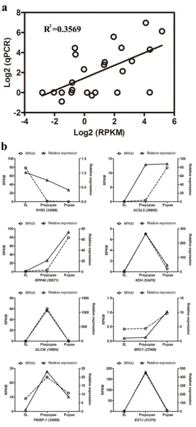 Fig 3. qPCR validation of 8 genes from three CLR developmental stages. (a) Comparison of