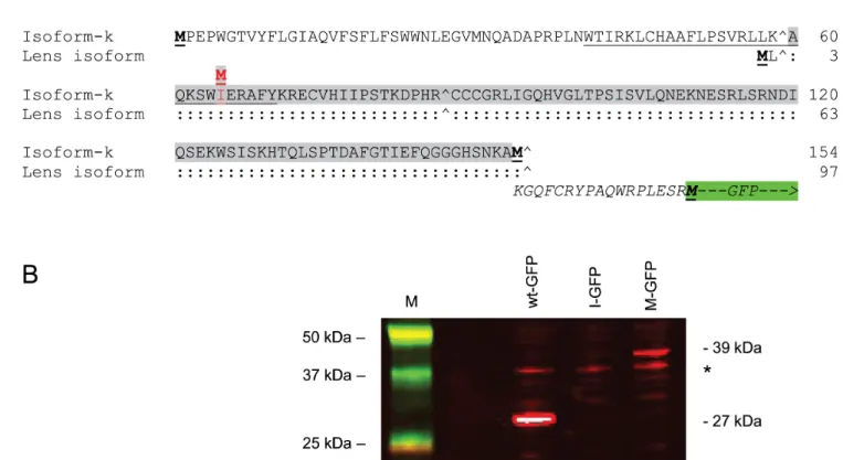 Figure 5. Transient expression of a TRPM3-GFP fusion product in HEK293T cells. (A) N-terminal amino-acid sequence of TRPM3 isoform k (NP_001007472), and a lens abundant isoform (KF987075)