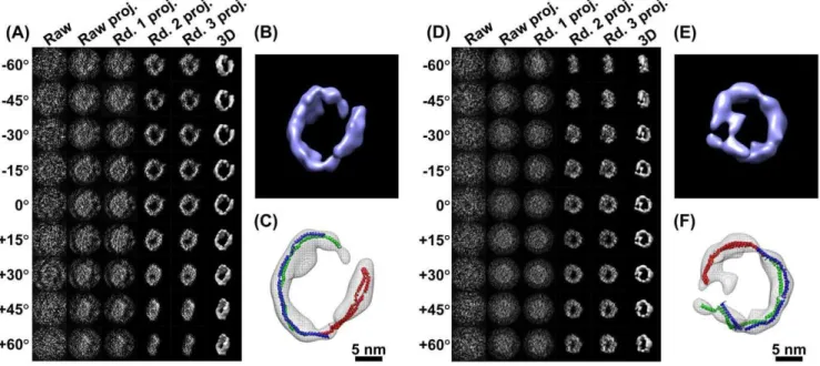 Figure 5. 3D reconstructions of a cryoET 17 nm nascent HDL particle by IPET. (A) An individual targeted nascent HDL particle embedded in vitreous ice was imaged by the cryoET technique