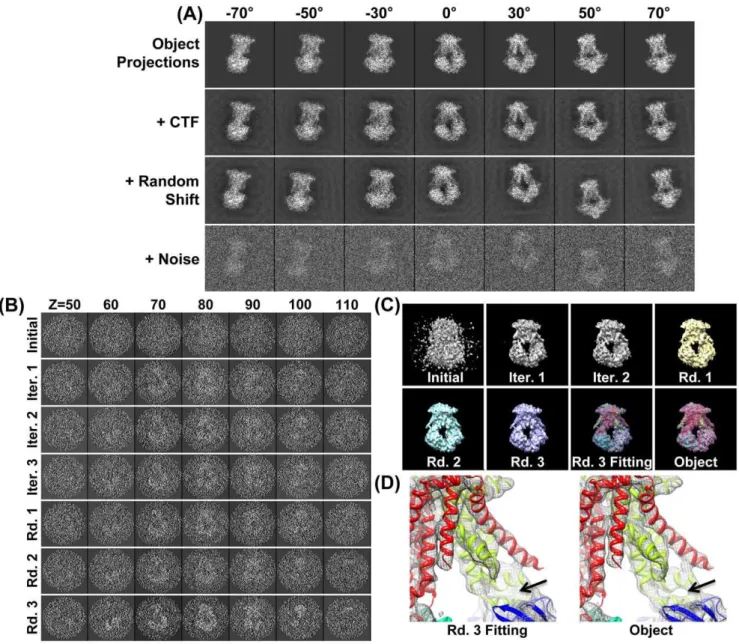 Figure 1. Simulating cryoET images and 3D reconstruction by IPET/FETR. (A) An object, a 3D density map of a single-instance protein (molybdate, portion of PDB entry 2ONK) was projected into a total of 141 tilt series of 2D images by following the simulated