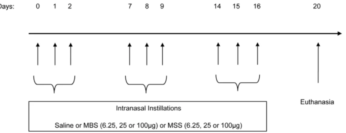 Figure 1. Experimental model. Mice received intranasal instillations of saline or; 6.25 mg, 25 mg, 100 mg of MBS or; 6.25 mg, 25 mg, 100 mg of MSS, once daily, starting on day 0, for 3 consecutive days in a week, during 3 weeks