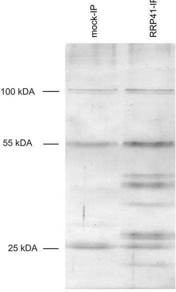 Figure 1. Purification of exosome complexes. Silver-stained SDS- SDS-PAGE of proteins co-immunoprecipitated with RRP41-myc