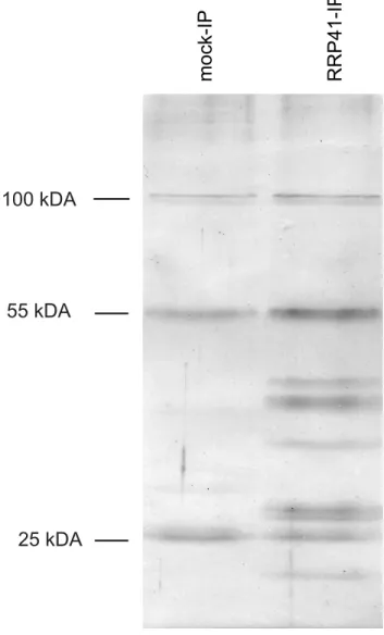 Figure 1. Purification of exosome complexes. Silver-stained SDS- SDS-PAGE of proteins co-immunoprecipitated with RRP41-myc
