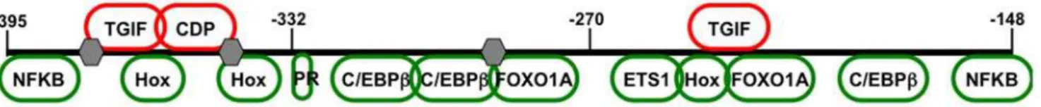 Figure 1. Structure of the decidual PRL (dPRL) enhancer. Schematic of transcription factor binding sites in the MER20 dPRL enhancer