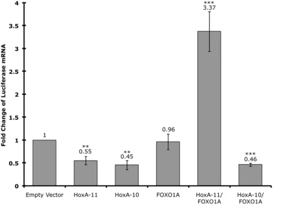 Figure 5. Identification of the HoxA-11/FOXO1A responsive region of the dPRL promoter