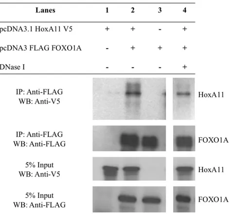 Figure 6. Physical interaction between HoxA-11 and FOXO1A. HoxA-11-V5/His and Flag-FOXO1A were overexpressed in HeLa cells and subjected to co-immunoprecipitation with anti-FLAG agarose beads