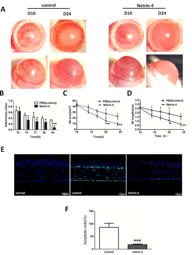 Fig 6. Netrin-4 promotes the regression of corneal neovascularization and inhibit apoptosis after alkali burns