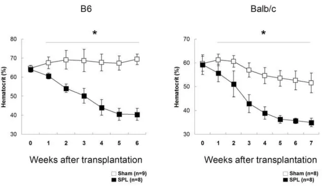 Figure 5. Secondary (Epo-stimulated) polycythemia develops in SH and SPL mice. Eight week old B6 and Balb/c mice (n = 4/group) underwent SH or SPL operations, and 2 weeks later erythropoietin was administered for 7 days