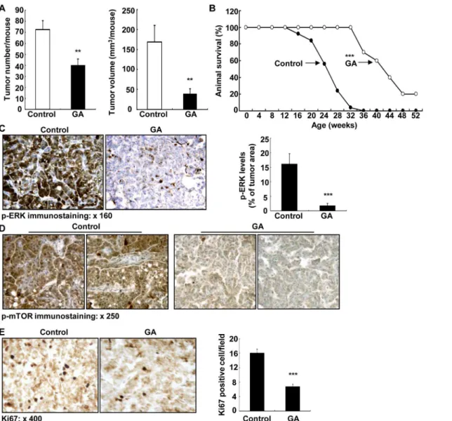 Fig 6. 11βHSD2 inhibition suppressed lung tumorigenesis in association with suppression of tumor ERK and mTOR activities in KrasLA2 mice