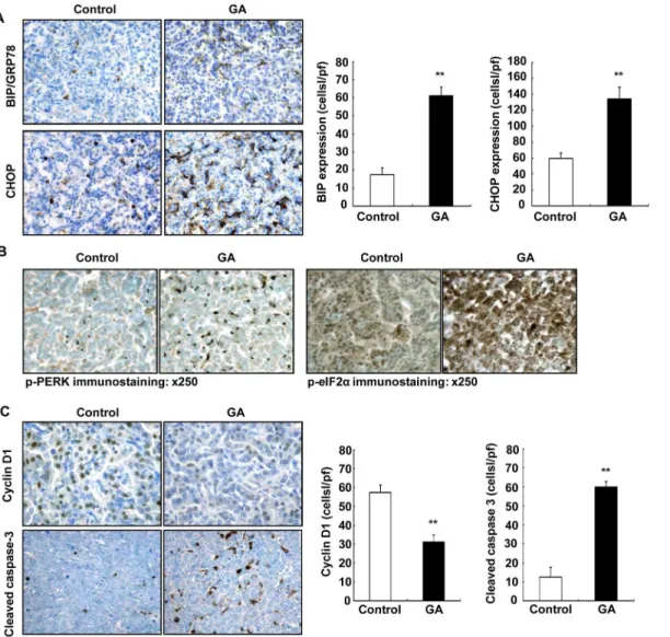 Fig 7. 11ßHSD2 inhibition increased tumor endoplasmic reticulum (ER) stress in association with decreased cell proliferation and increased apoptosis in KrasLA2 mice