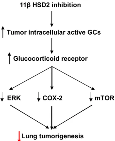 Fig 8. Proposed mechanism underlying 11ßHSD2 activity and lung tumorigenesis. 11ßHSD2 inhibition leads to increased levels of tumor intracellular active glucocorticoid and activation of glucocorticoid receptors.