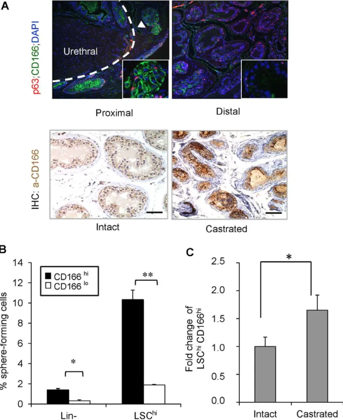 Figure 1. CD166 expression is upregulated in castrated prostate epithelium and CD166 can be used to enrich stem/progenitor cells in WT mice prostate