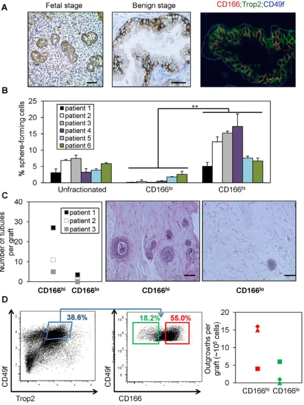 Figure 2. CD166 hi human prostate cells have higher sphere forming capacity in vitro and more graft outgrowth in vivo 
