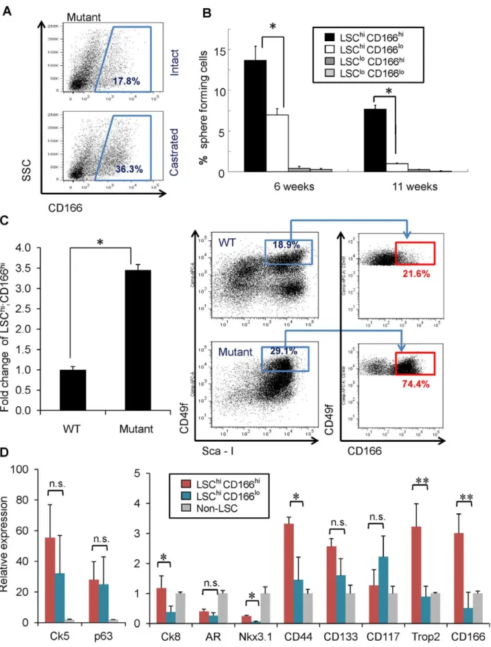 Figure 3. CD166 can be used to enrich tumor initiating cells in Pten mutant prostate. (A) FACS blots show increased Lin - CD166 hi population after castration of Pten mutant mice compared to intact Pten mutant mice