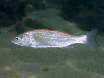 Figure 9 - Dicentrarchus labrax. [Source: Fishbase, 2017] 