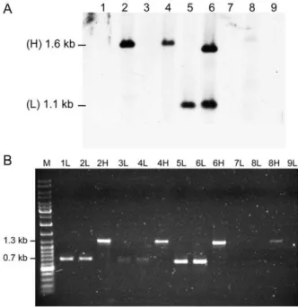 Figure 3. Bla VEB-1 -specific hybridization and PCR amplifications of veb1 -containing fragments