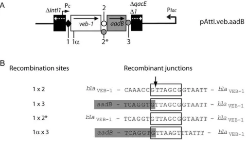 Figure 4. Recombinant junction analysis. (A) Representation of the pAttI.veb.aadB recombinant plasmid