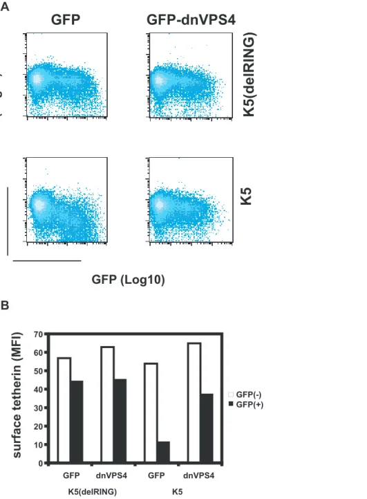 Figure 9. Cell-surface down-regulation of tetherin by K5 is inhibited by dominant-negative VPS4