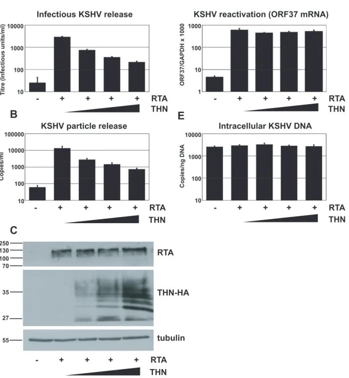 Figure 1. Over-expression of human tetherin restricts KSHV particle release. HeLa KSHV cells were transfected with an expression vector encoding the KSHV early transcriptional activator RTA and increasing doses of pCR3.1 encoding human tetherin