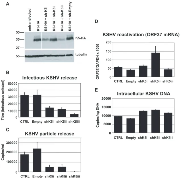 Figure 2. RNAi-depletion of K5 during lytic replication suppresses KSHV particle release