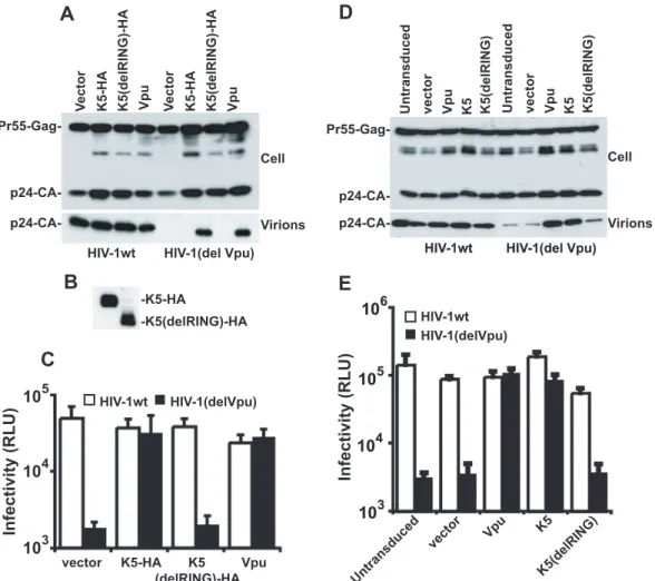 Figure 3. K5 rescues Vpu-defective HIV-1 particle release from tetherin mediated restriction