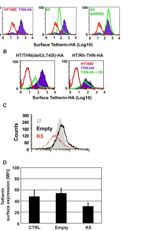 Figure 4. K5 mediates cell-surface down-regulation tetherin. (A) HT1080/THN-HA cells were transduced with retroviral vectors encoding dsRED and either K5 or K5(del RING)