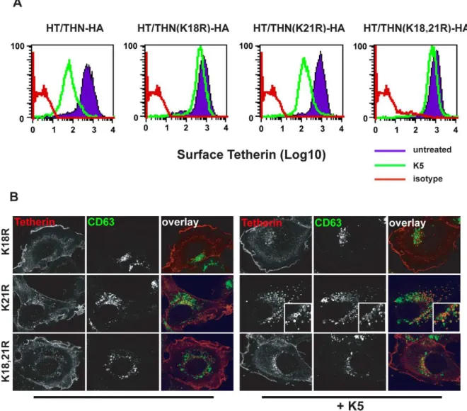 Figure 6. K18 in the tetherin cytoplasmic tail is required for K5-mediated cell surface down-regulation and delivery to endosomes