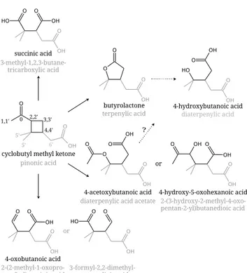 Fig. 1. Chemical structures of cyclobutyl methyl ketone (CMK) and measured or expected products