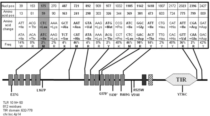 Table S9 Frequency of the TLR10 alleles at the nucleotidic (top) and proteic (bottom) level
