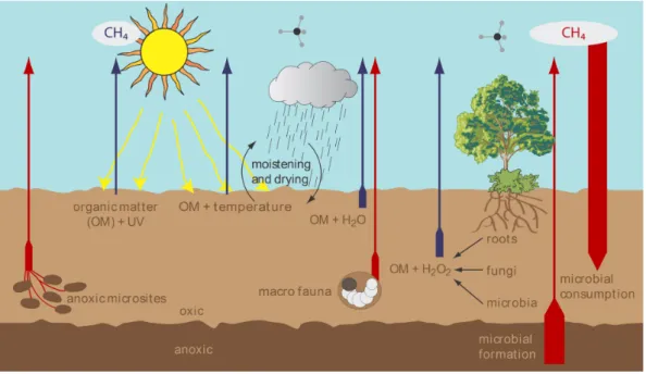 Fig. 6. Scheme of CH 4 cycling in soil including non-microbial (blue) and the previously known microbial sources (red)