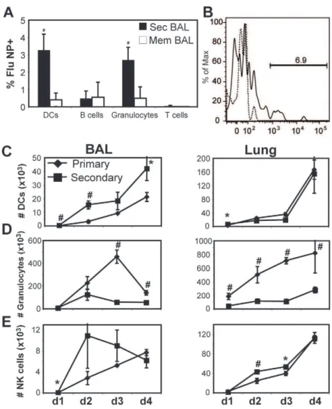 Figure 4. Comparison of primary and secondary innate responses in the lung. A) BAL cells from memory (white bars) or 18 hr post- post-secondary (black bars) mice were stained intracellularly with antibody to influenza nucleoprotein (NP) on dendritic cells 